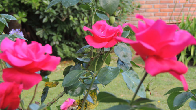 aromas