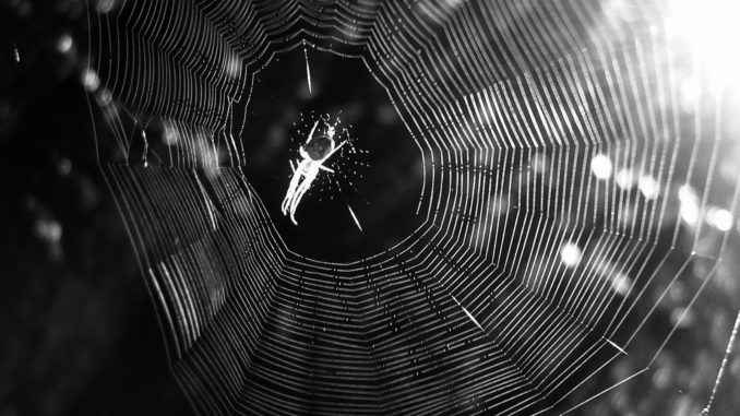 araña