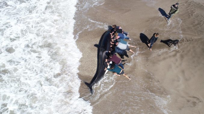 ballena