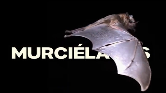 Murciélagos