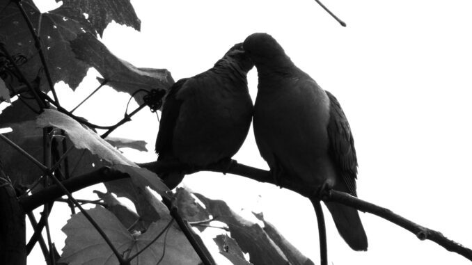 Una lluvia de pájaros